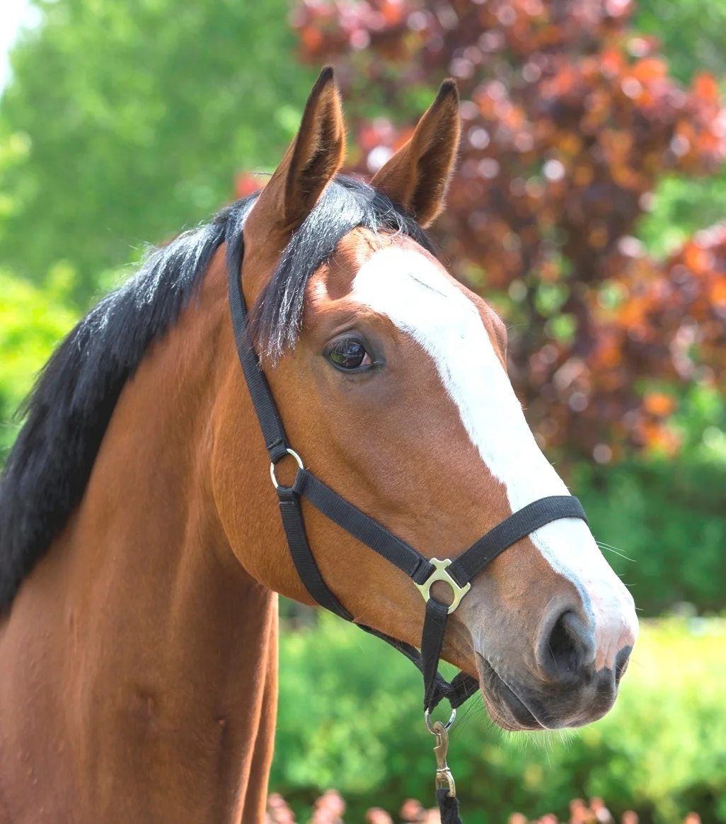 Custom Goat Rope Cattle Halters Breakaway Calf Horsemanship Nylon Horse Halters