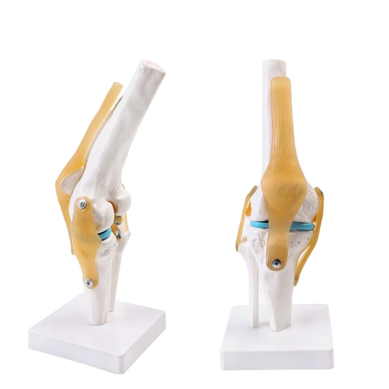 human knee joint function model Meniscus cruciate ligament activity patella patella teaching bone model