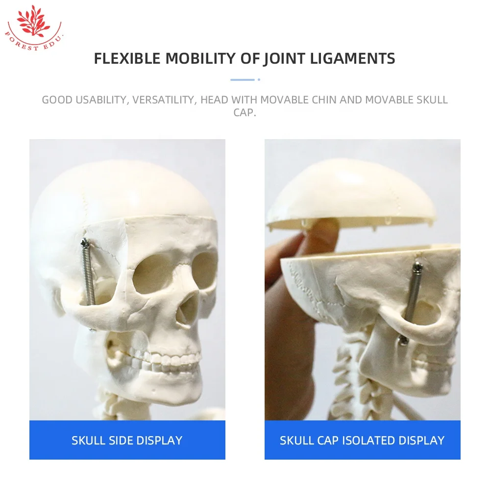 Модель скелета для анатомии человека FRT004 ручная медицинская обучающая модель 85 см