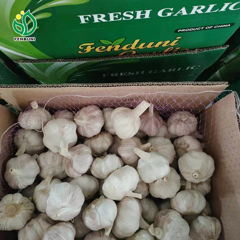Wholesale factory garlic supplier in China fresh garlic 6.0cm with excellent quality