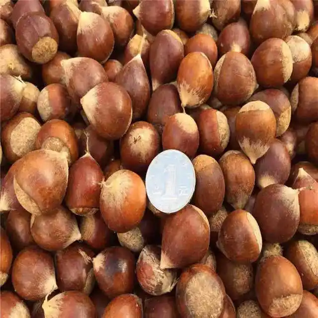 Become a supplier 100% Top quality fresh chestnuts/organic chesnuts for Export