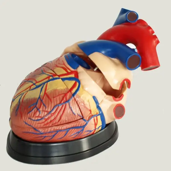 Pro-A1067 Big plastic anatomy red anatomical human heart model 4 times rubber pumping removable heart anatomical 3D for medical