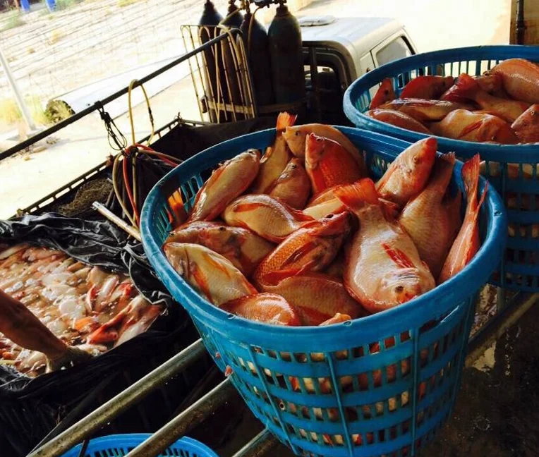 China farm frozen whole fish red tilapia with high quality