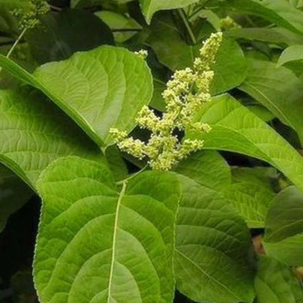 
100% Natural Celastrus Angulatus 6% HPLC / Biological Pesticide Extract Powder 