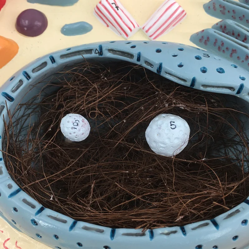 Animal cell teaching model