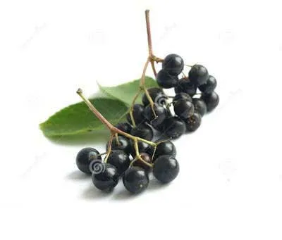 Экстракт Можжевельника Порошок экстракт Ягоды