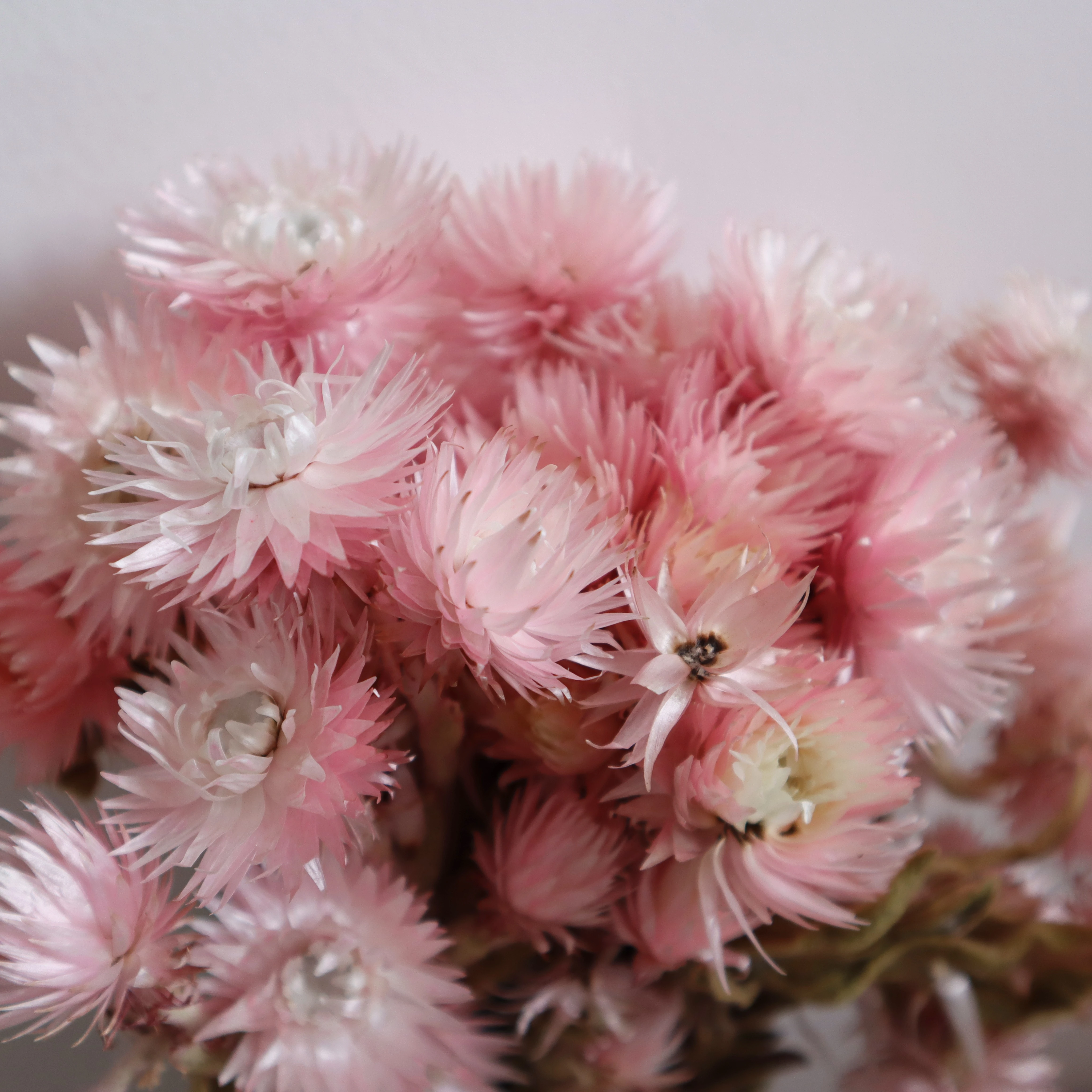 wholesale price natural dried flowers Syncarpha Vestita real everlasting long lasting dried flower for dry flower bouquet