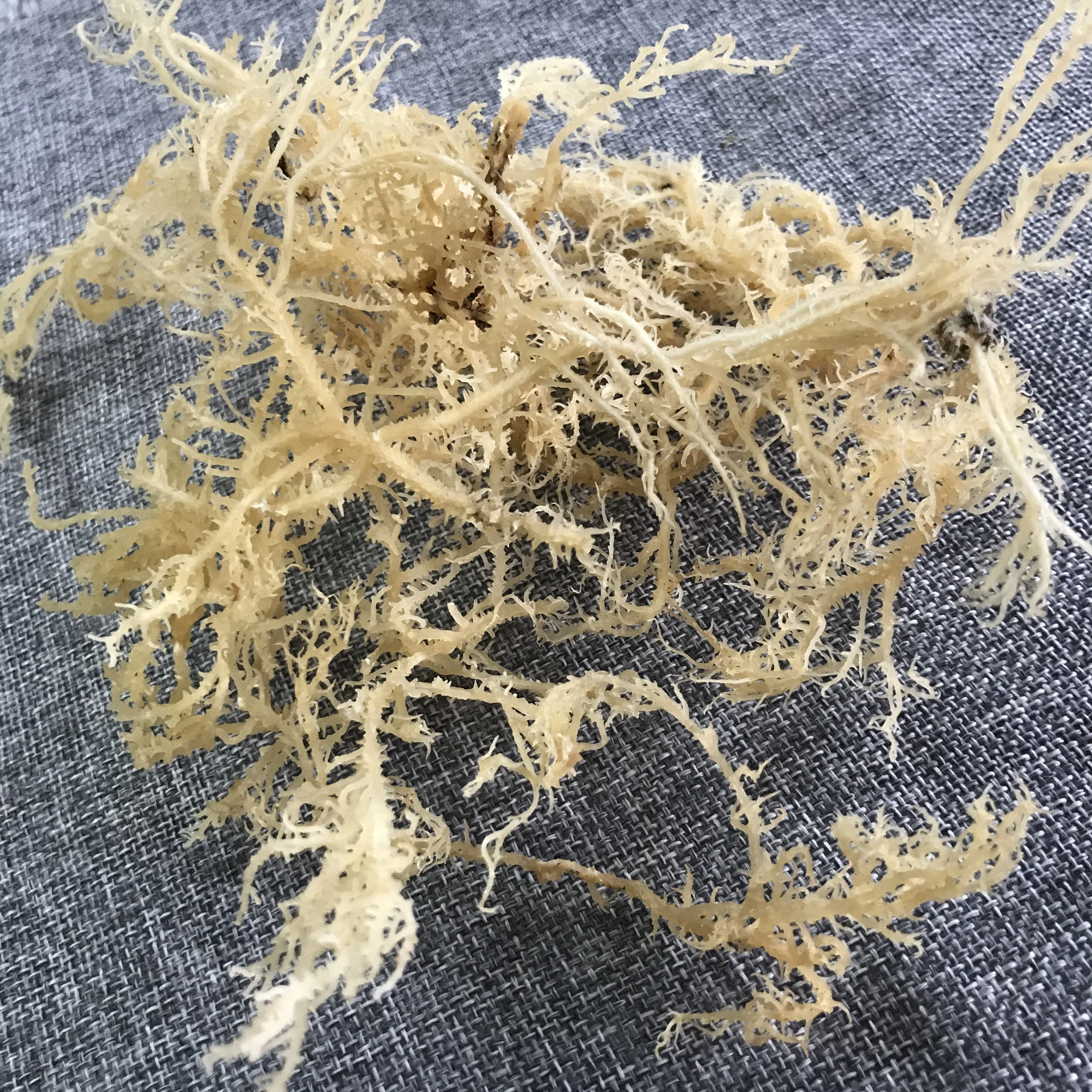 N10 Health natural delicious products dried sea moss for food