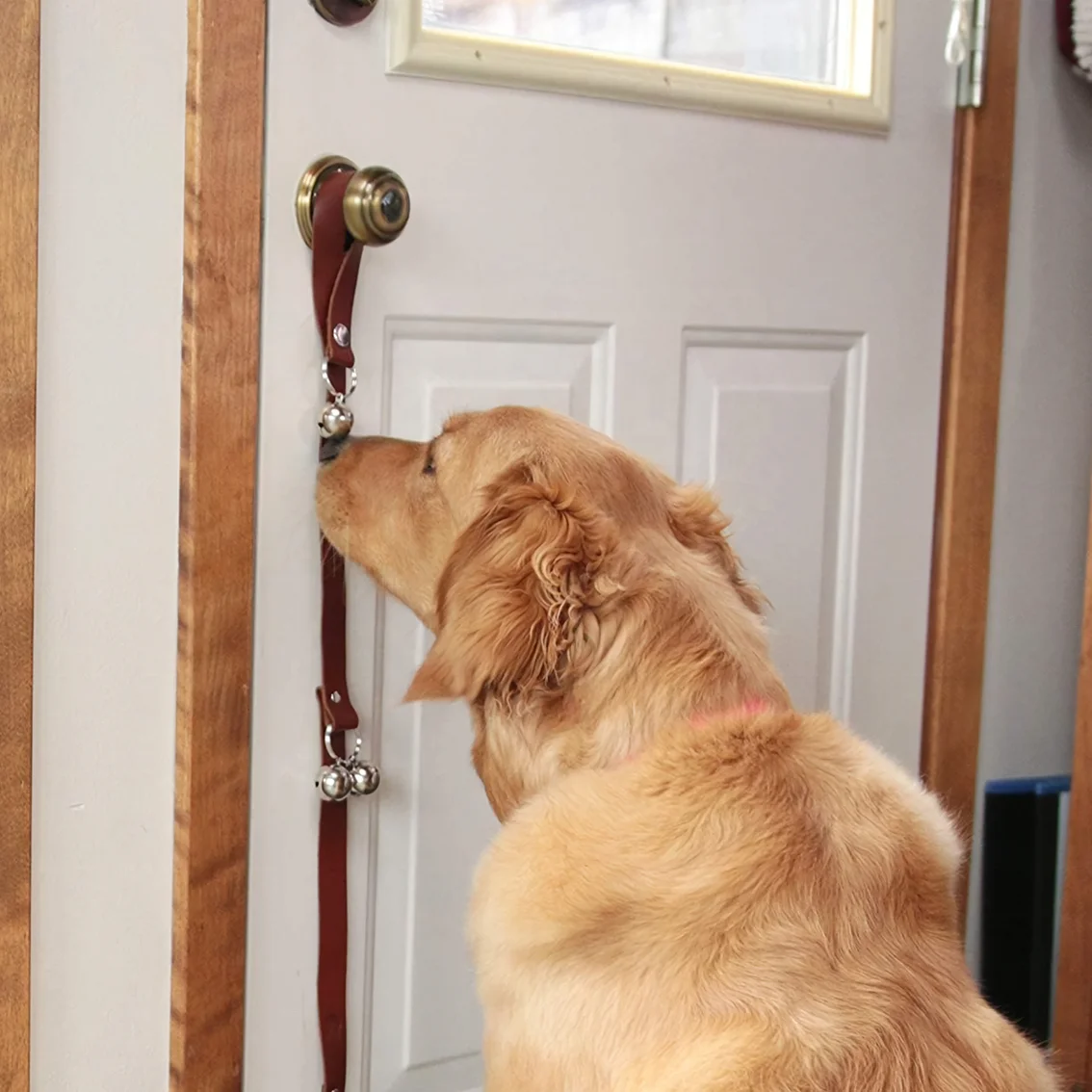 Puppy Outdoor & Potty Training Aluminum Potty Dog Training Pet Door Bells