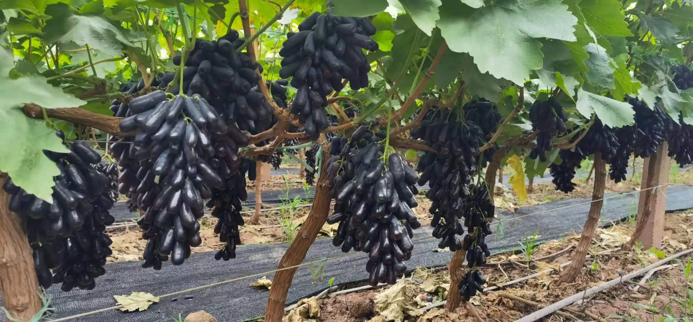 Chinese black grape fresh crop Moon drop grape