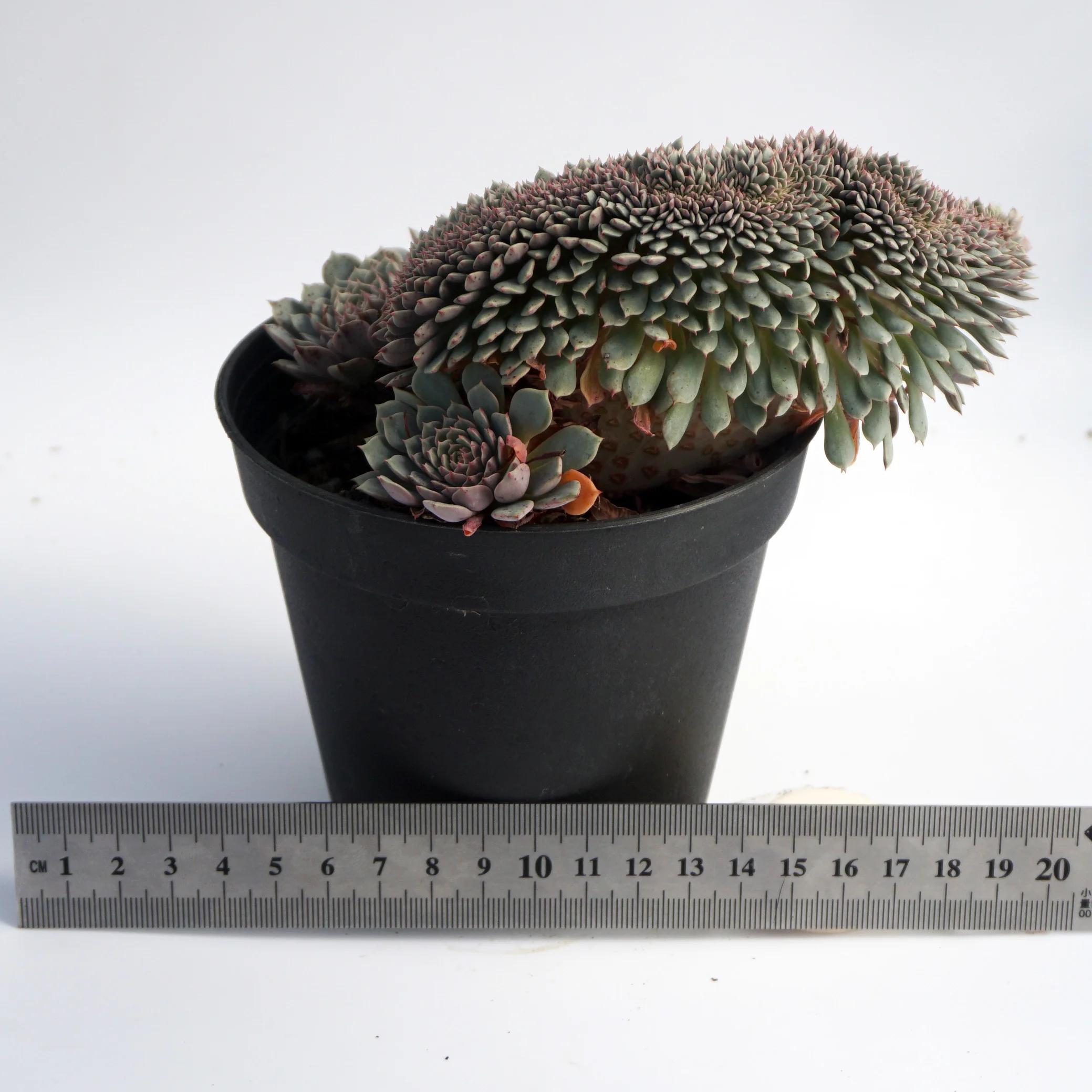 factory direct supply of natural plant ingredients suculentas ornamental echeveria variegated succulent plant