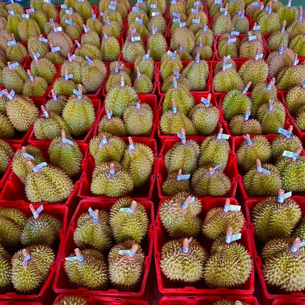 The Best & Premium Quality 100% Fresh Durian Ice Cream Sticks