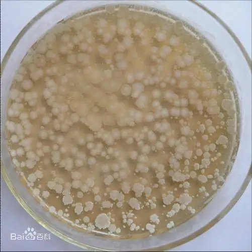  Натуральный пищеварительный желудок Bacillus subtilis 500 млрд CFU/g