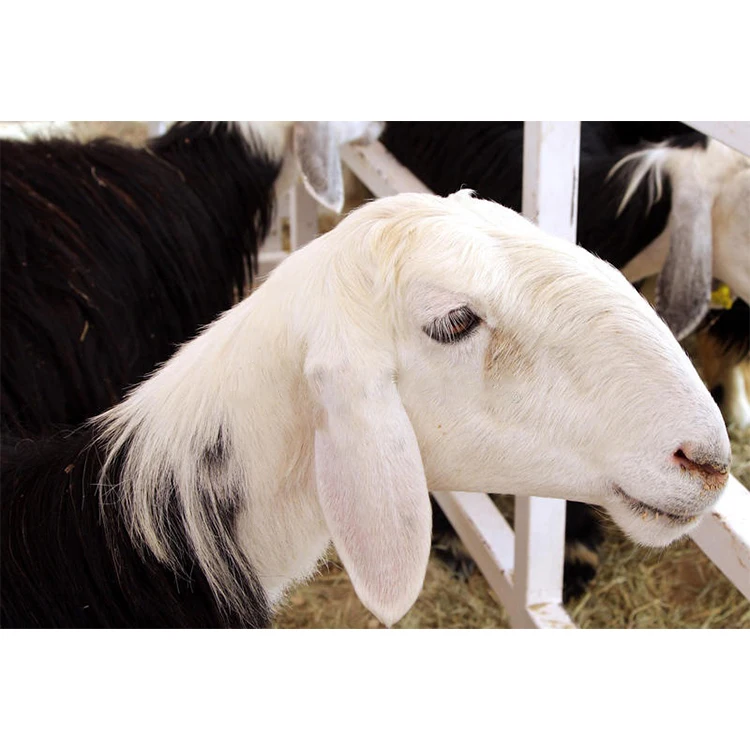 Premium Hay For Cattle Feeding Naimi Najdi Sheep Animal Feed Cattle Sheep Dairy Cow Goat Supplement Premix Feed