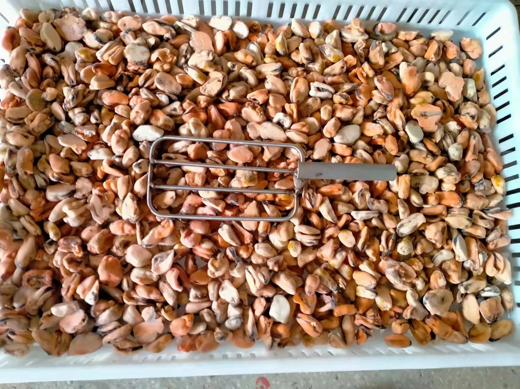 Wholesale Seafood Frozen boiled mussel meat IQF