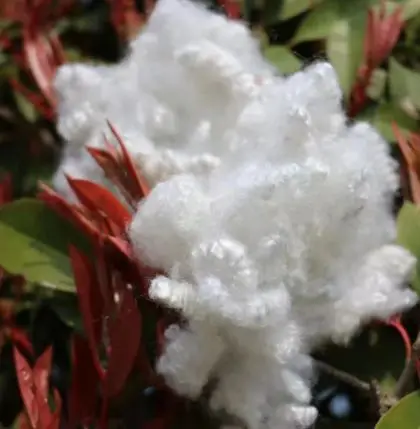 good quality white 100% Polyester 20D*64mm HC Polyester Staple Fiber for filling Polyester Fiber Manufacturers and Suppliers