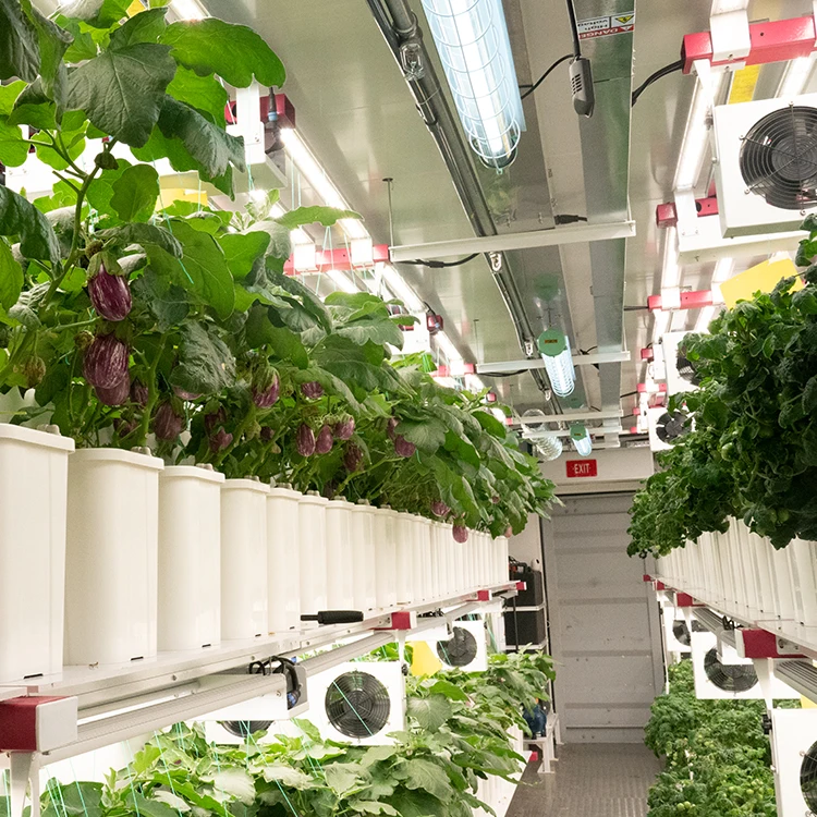 Manufacture Vertical Grow System for fruits and vegetable and herbs indoor farming Container for tomato Shipping Container Farm