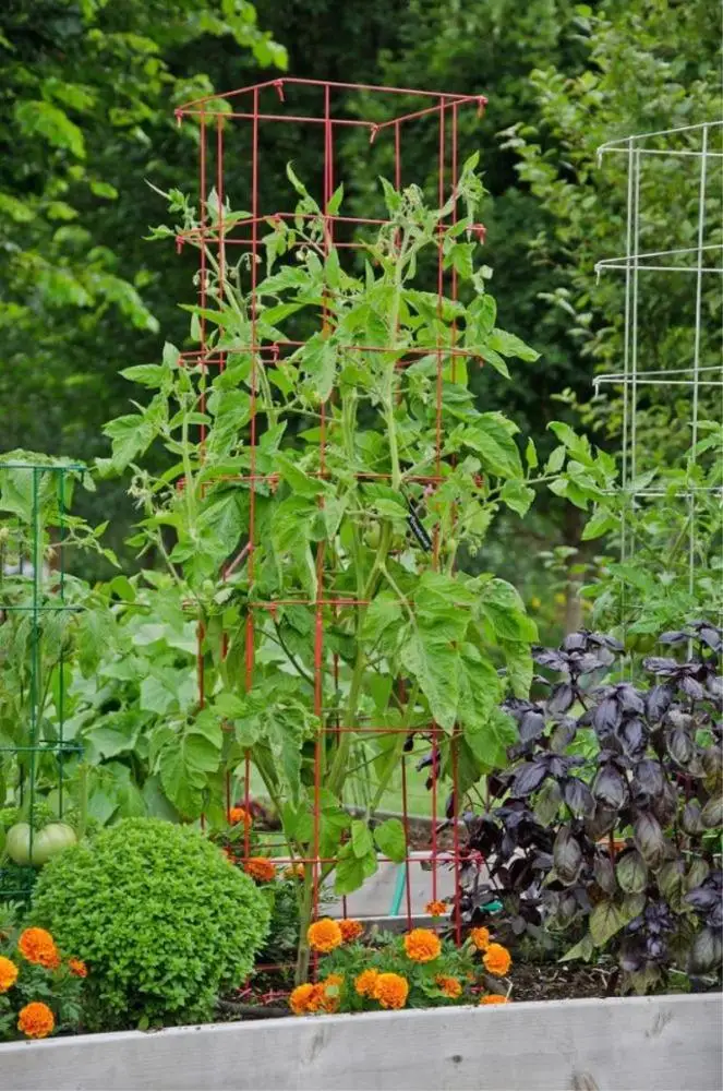 
Steel with PE coated Tomato Spiral Plant Support Garden 120cm length 