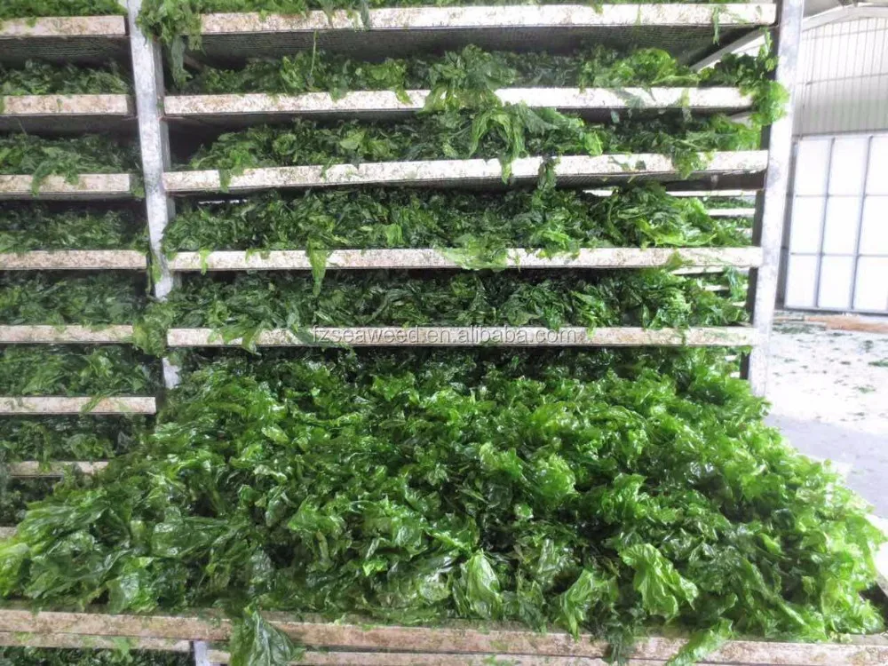 Dried seaweed factory price dried gracilaria  Ulva flakes