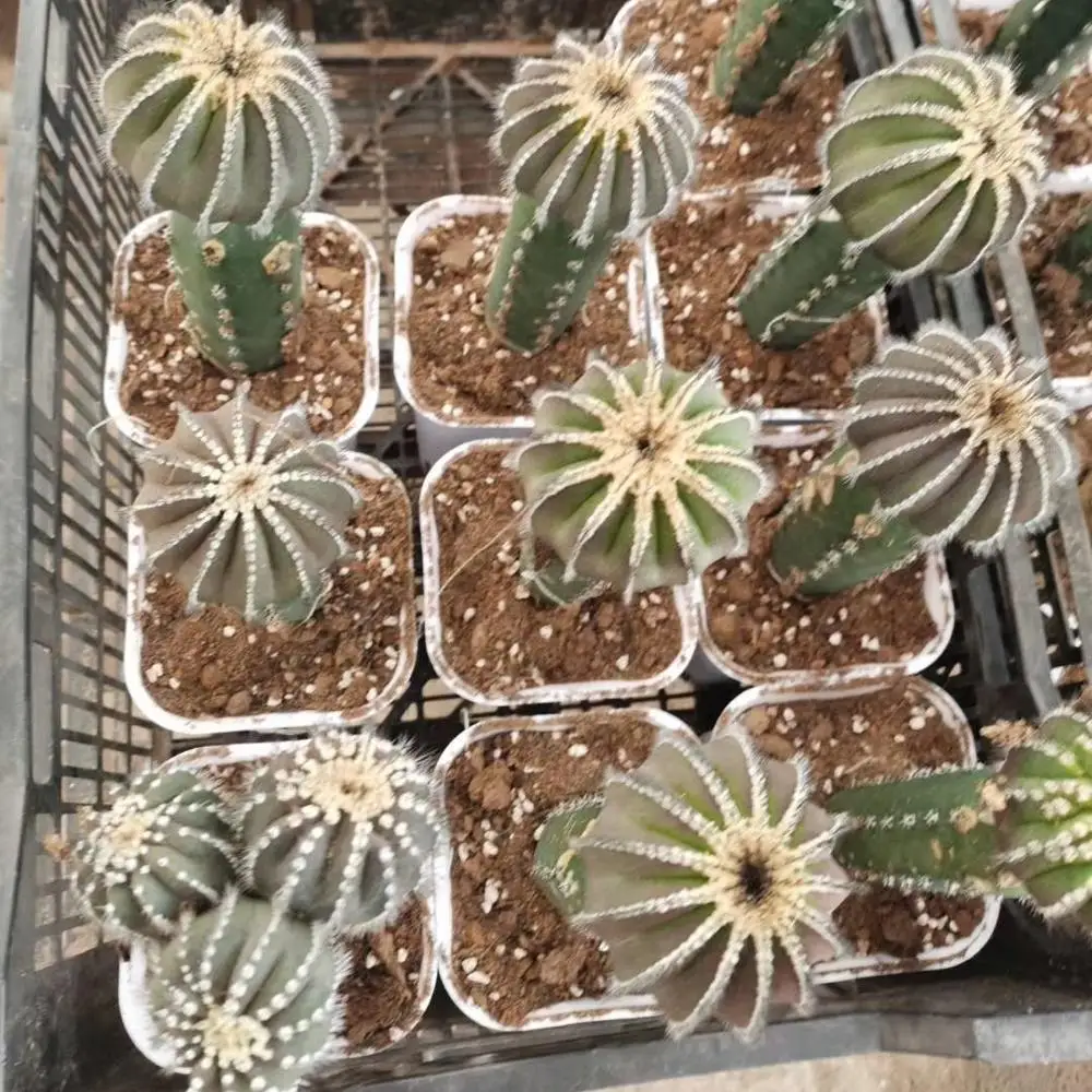 Горячая Распродажа кактус живой кактус Uebelmannia домашнее украшение мини кактус для продажи