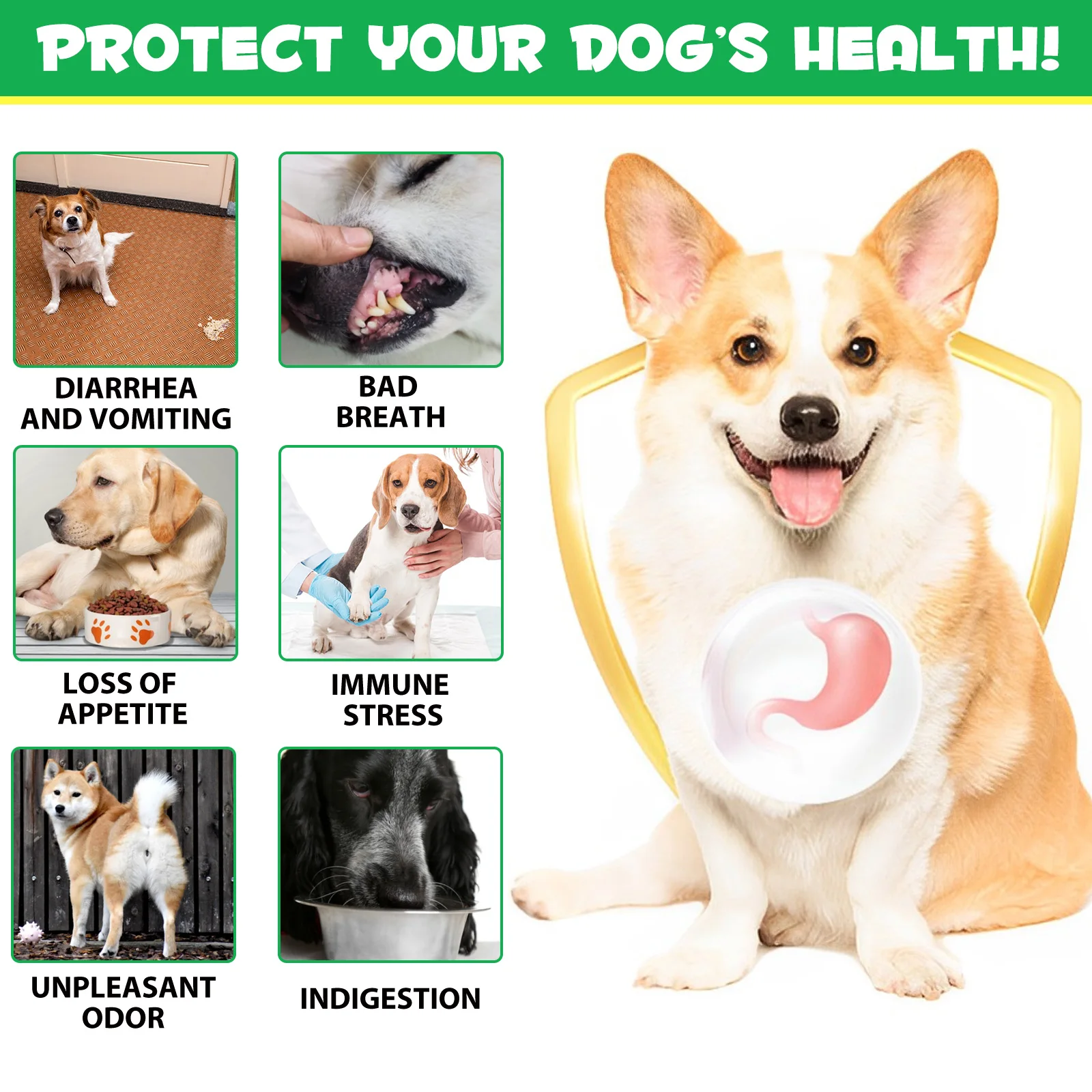 Custom Logo Pet Care Bulk 180 Chewable Native Probiotics Tablets with Enzymes for Dogs Digestive Gut Health