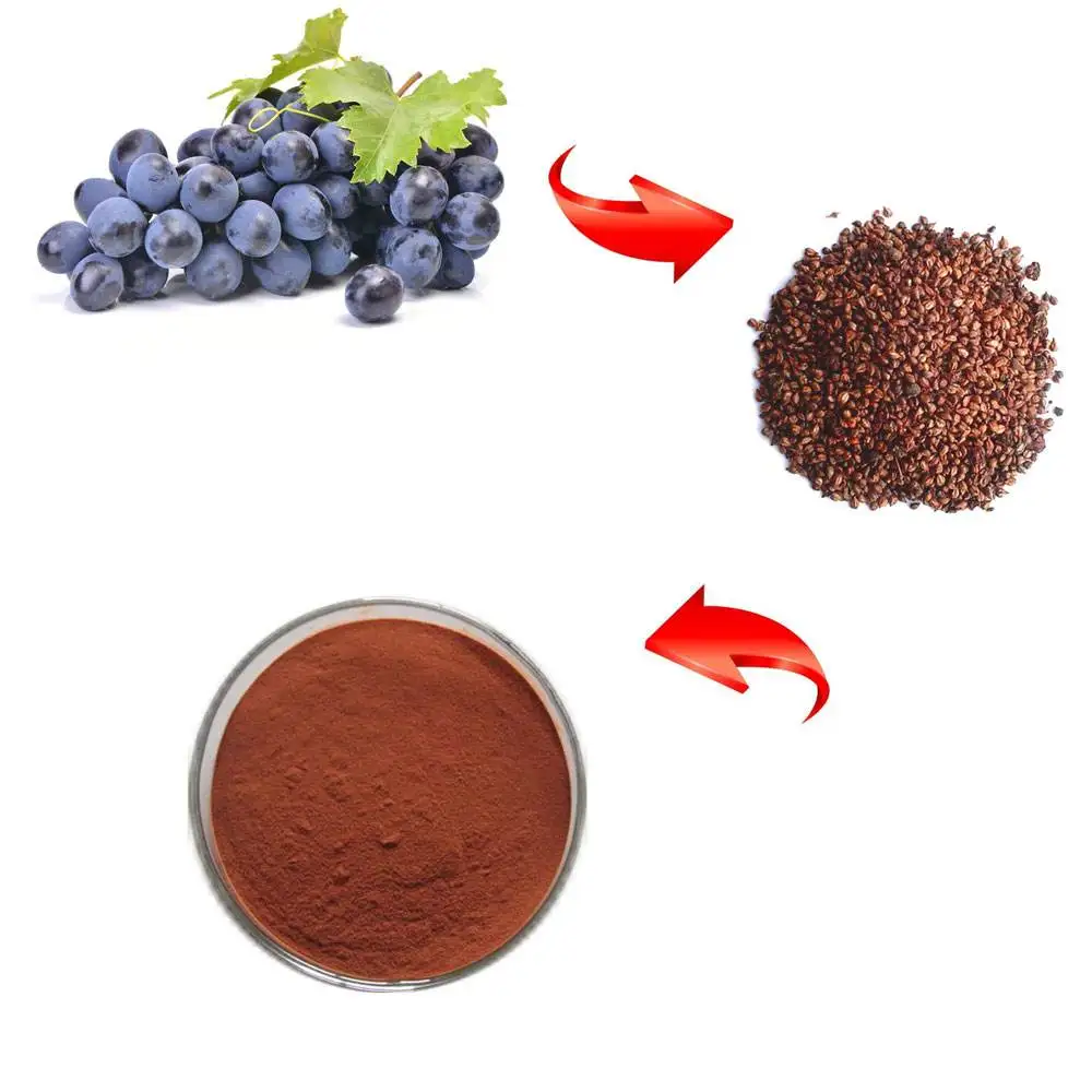 Vitis vinifera L. Экстракт CAS NO. 84929-27-1 чистый экстракт виноградных косточек 95% OPC порошок в порошке
