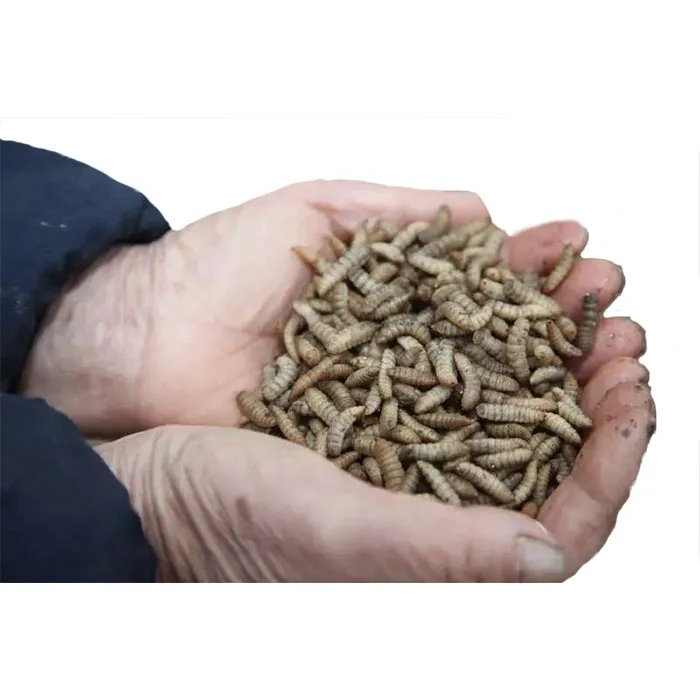 
factory Dried Mealworms for Chickens and Wild Birds 