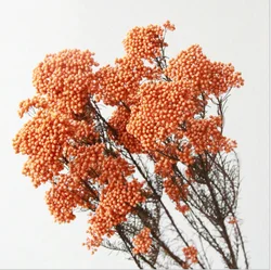 Wholesale  Natural Plant Real Millet Preserved Dried Flower Multi Colors Rice Flower For Wedding Decoration