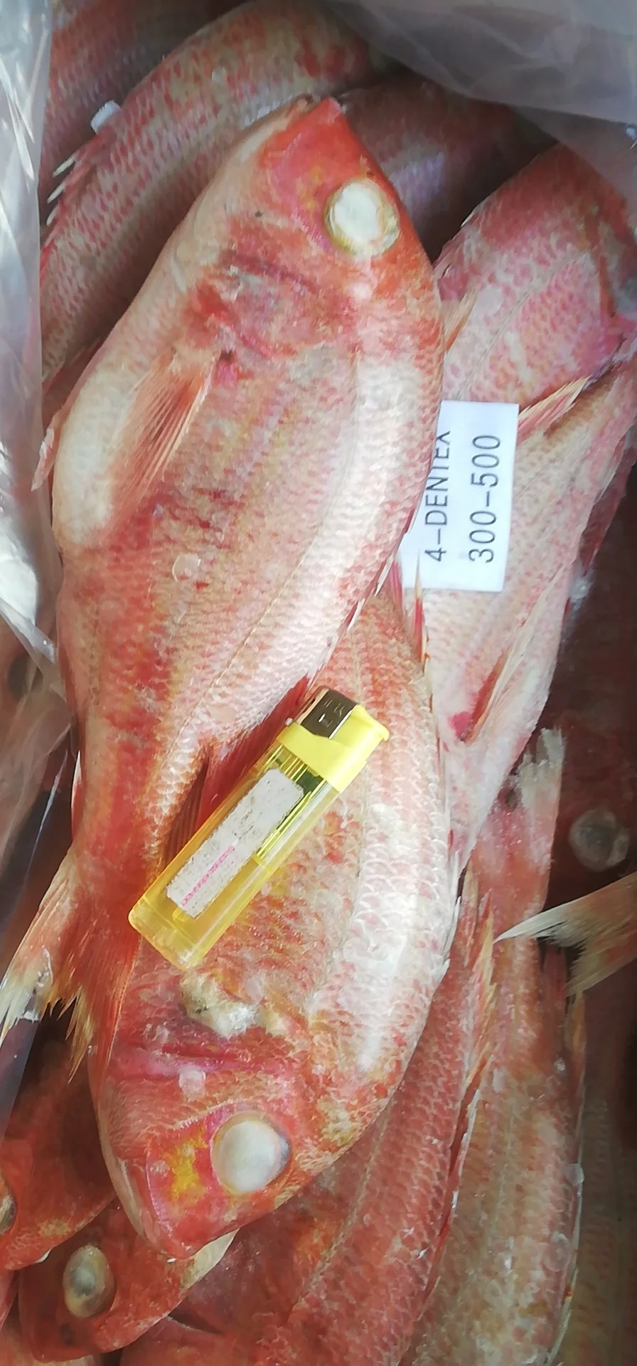 Indonesia Origin Seafood Frozen Red Seabream