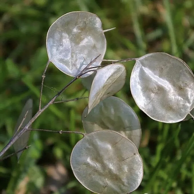 Florist supply dried Lunaria annua & money plant flower  for dry eringium flower art