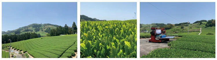 Japan made wholesale HACCP ceremony grade organic green matcha tea