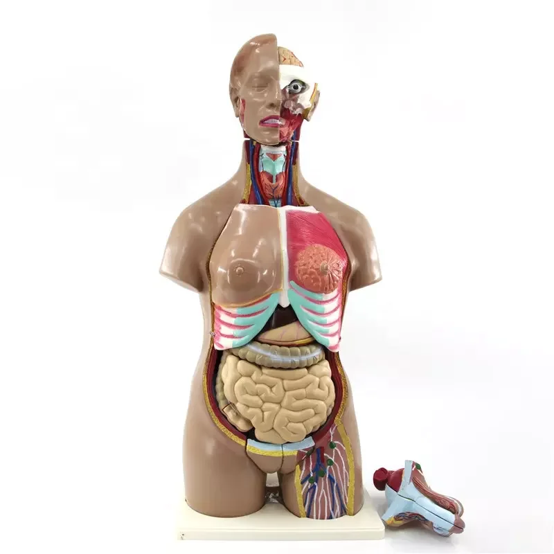 45cm Plastic Simulation Human Anatomy Unisex Torso Model