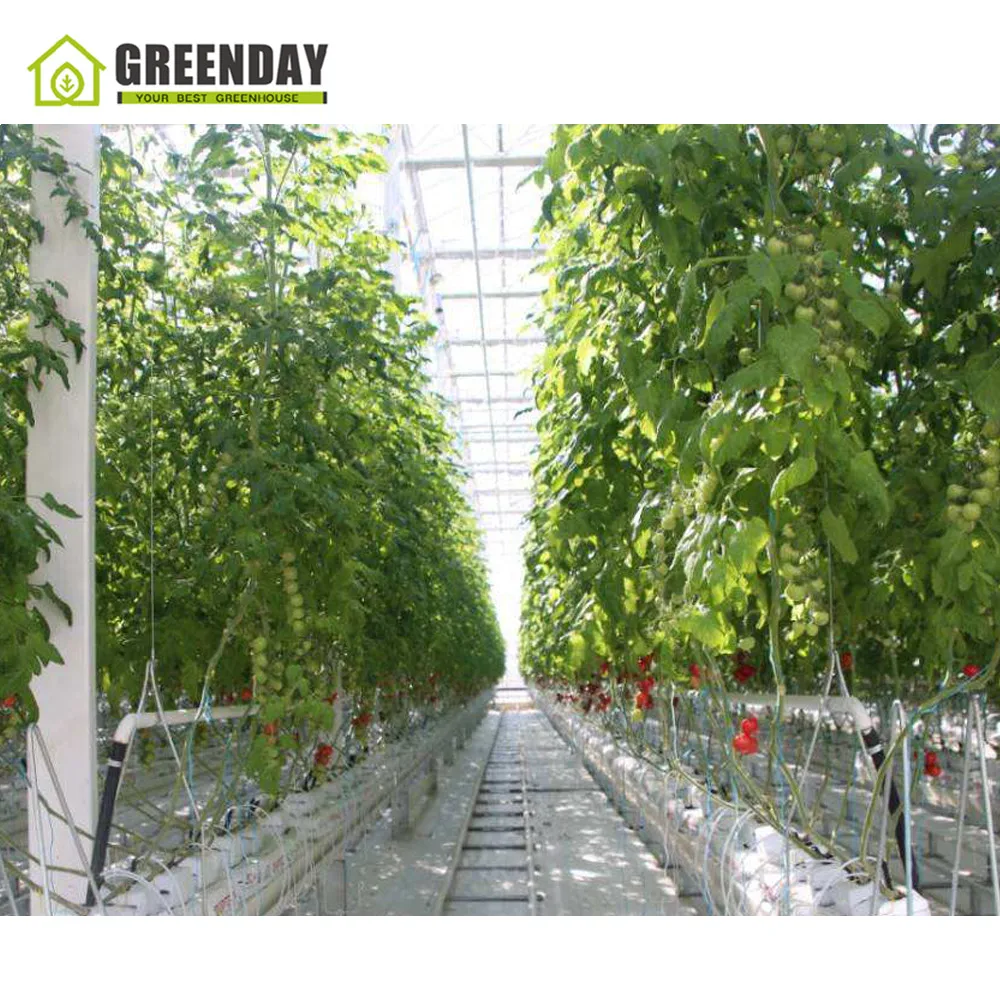 
GREENDAY High quality steel pipe structure hoop green house tunnel greenhouse 