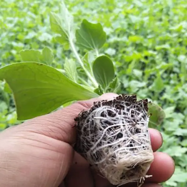 Plastic Nursery Seedling Trays Factory Prices 21holes 0.8-1.5mm Greenhouse Vegetables Nursery