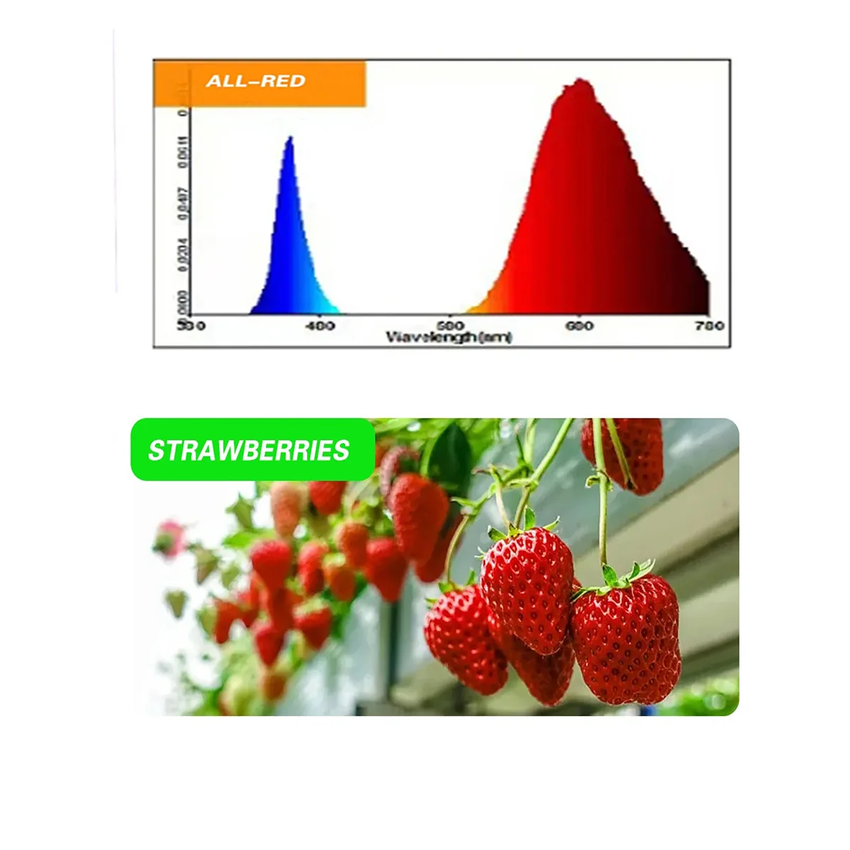 TAIYI Integration T8 Double Row Length 120cm  36W Full Spectrum T8 LED grow light tube for tissue culture