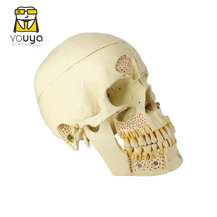 Medical Teaching Skull Model Dental Tooth Model For Training And Teaching