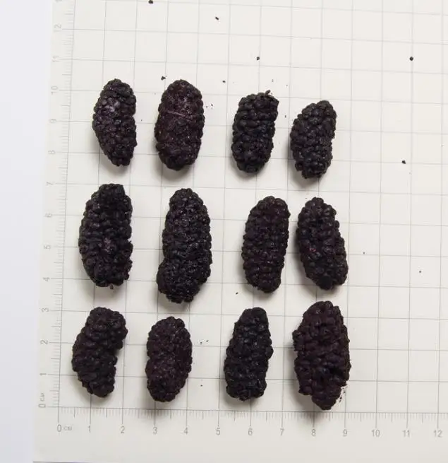 Freeze dried berry fruits snacks No additives Frozen dried mulberry fruits high quality factory wholesale