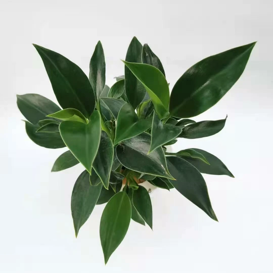 Оптовая продажа, горячая Распродажа, натуральное живое растение Calathea, Зеленая принцесса, комнатное растение