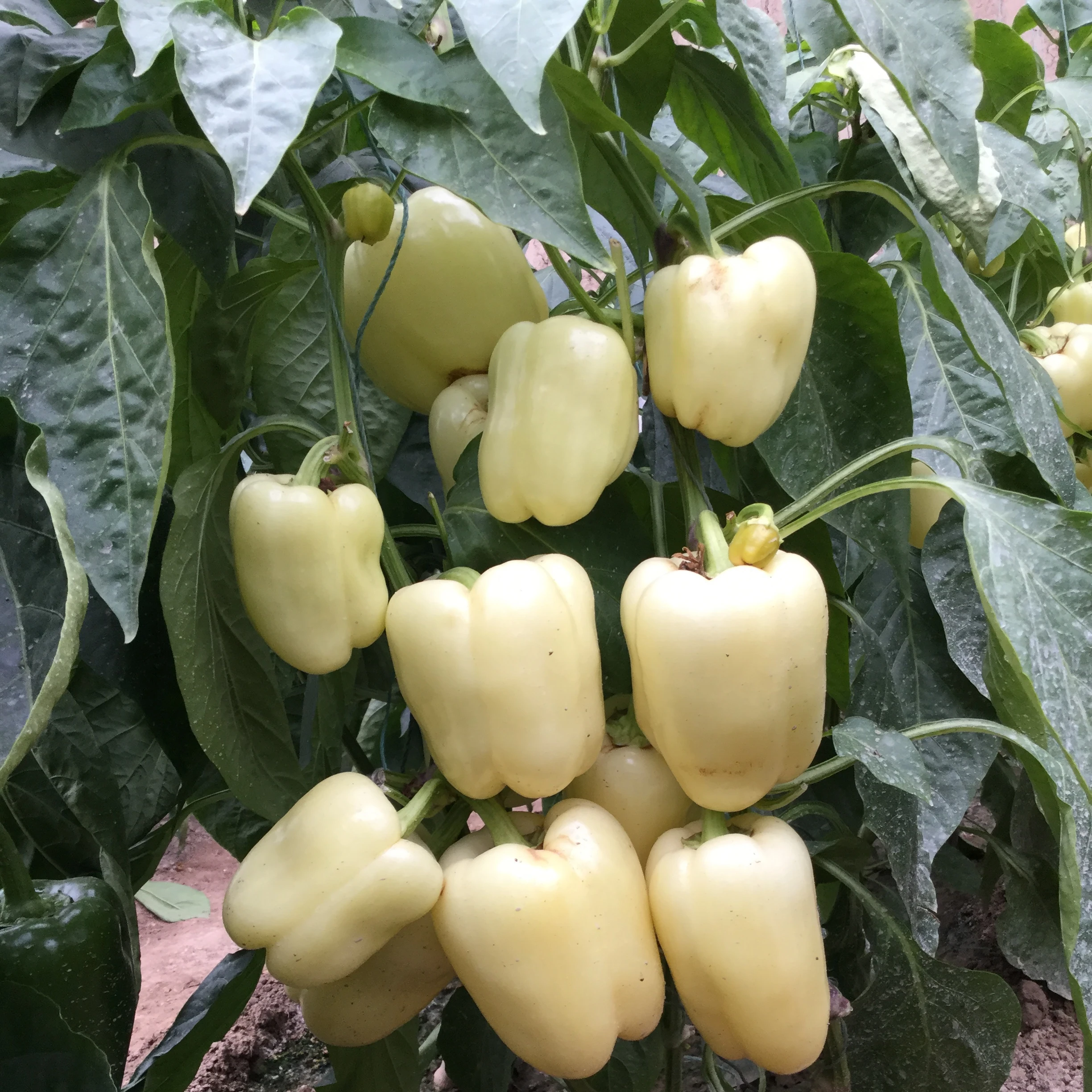 Гибридные f1 зеленые, красные, желтые семена перца, Лучшая цена, распродажа