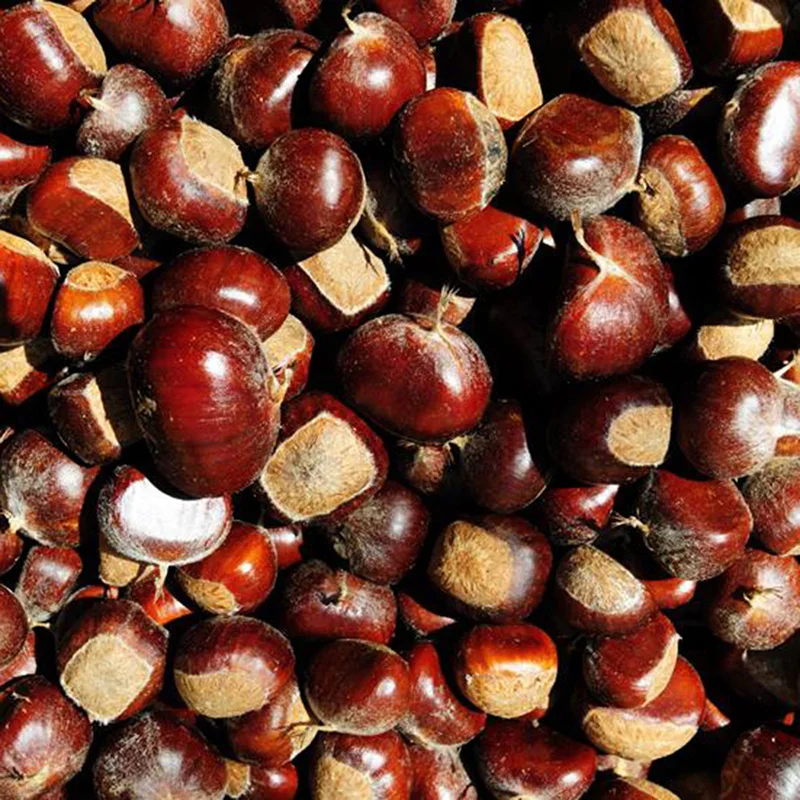 2020 New Crop Hebei Origin Chinese Harvesting Fresh Chestnuts