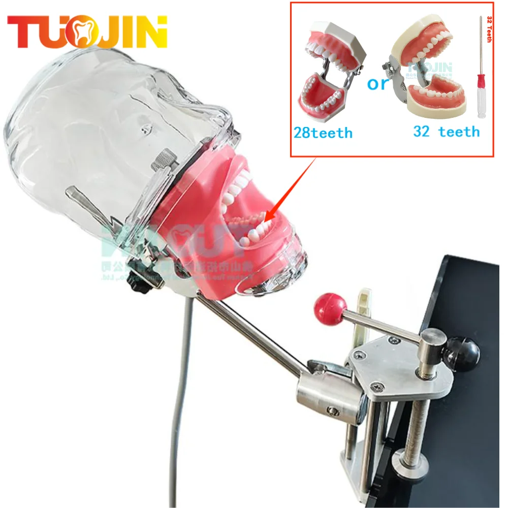 Simple Head Model Dental Simulator Phantom Manikin With Teeth For Dentist Teaching Practice Training Heads Study Dentistry