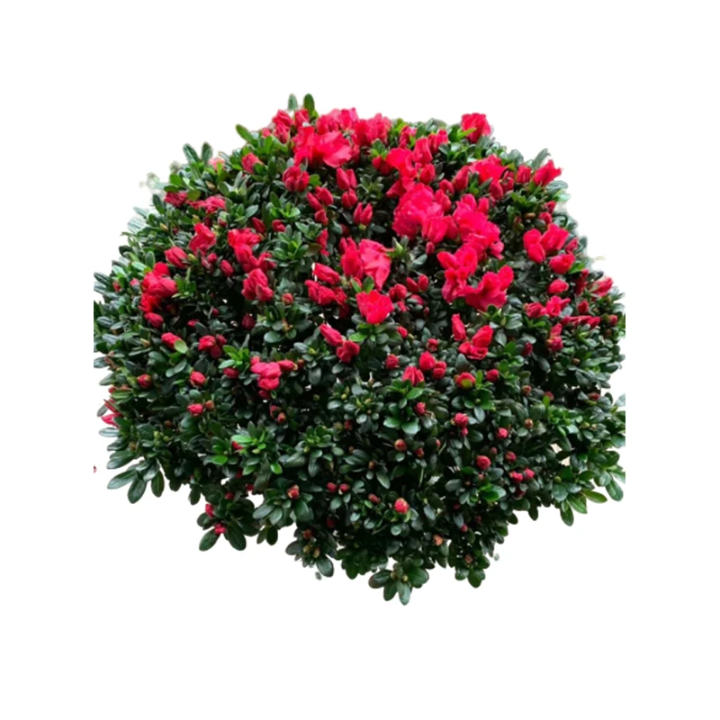 
High germination green plant tree ericaceae seedling azalea sapling 