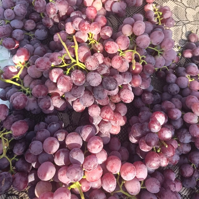 New Crop Delicious Green Grapes Organic Grapes Fresh Fruit Red Grape For Sale