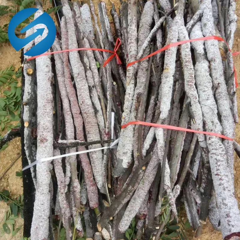 Wax Shellac Wax CAS 97766-50-2 shellac 97766502