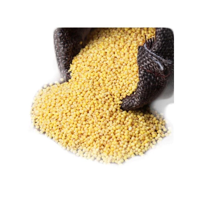Gold millet is naturally good for physical and mental health little millet dehusker
