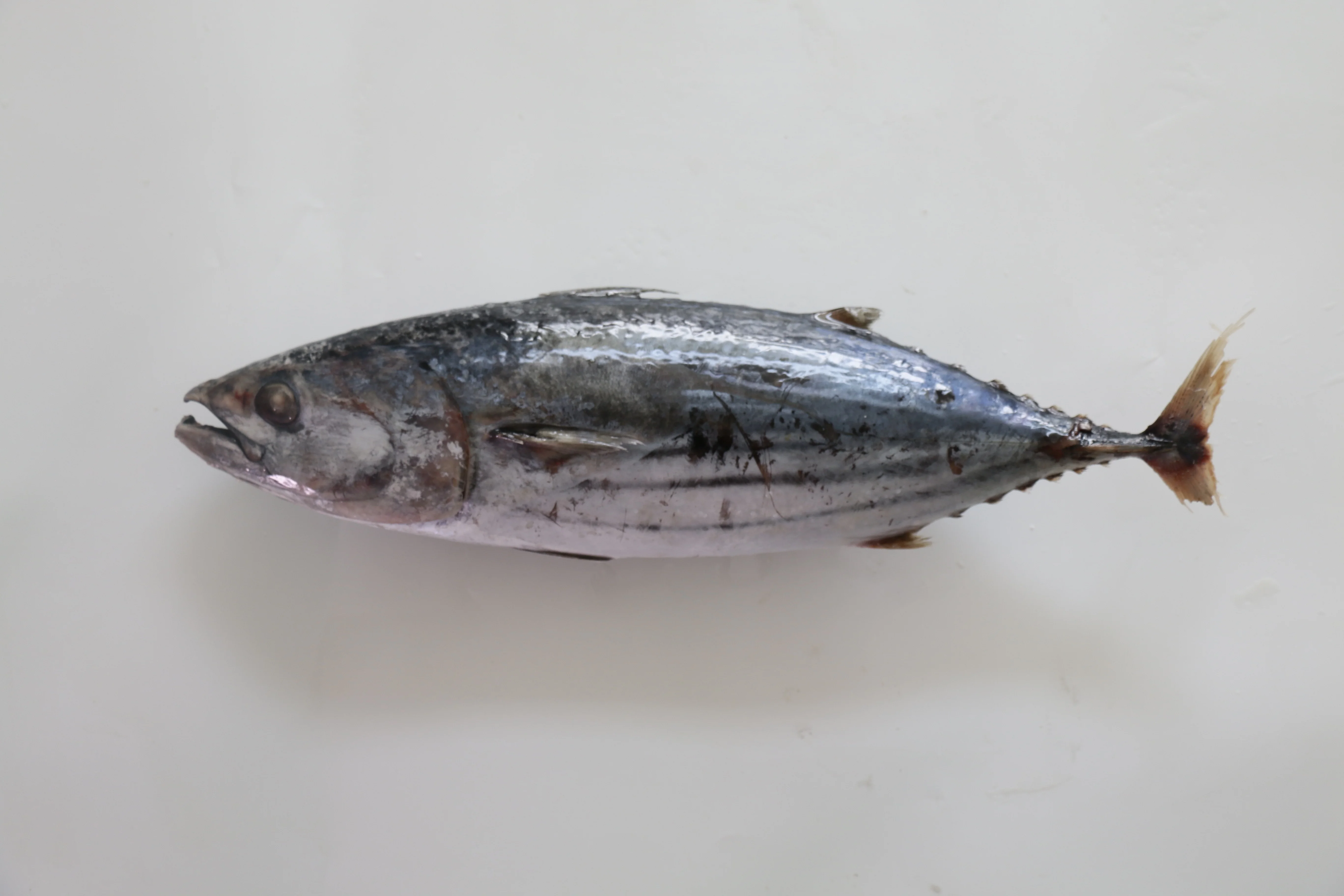 Wholesale good quality Fresh frozen frozen skip jack fish skipjack tuna for sale