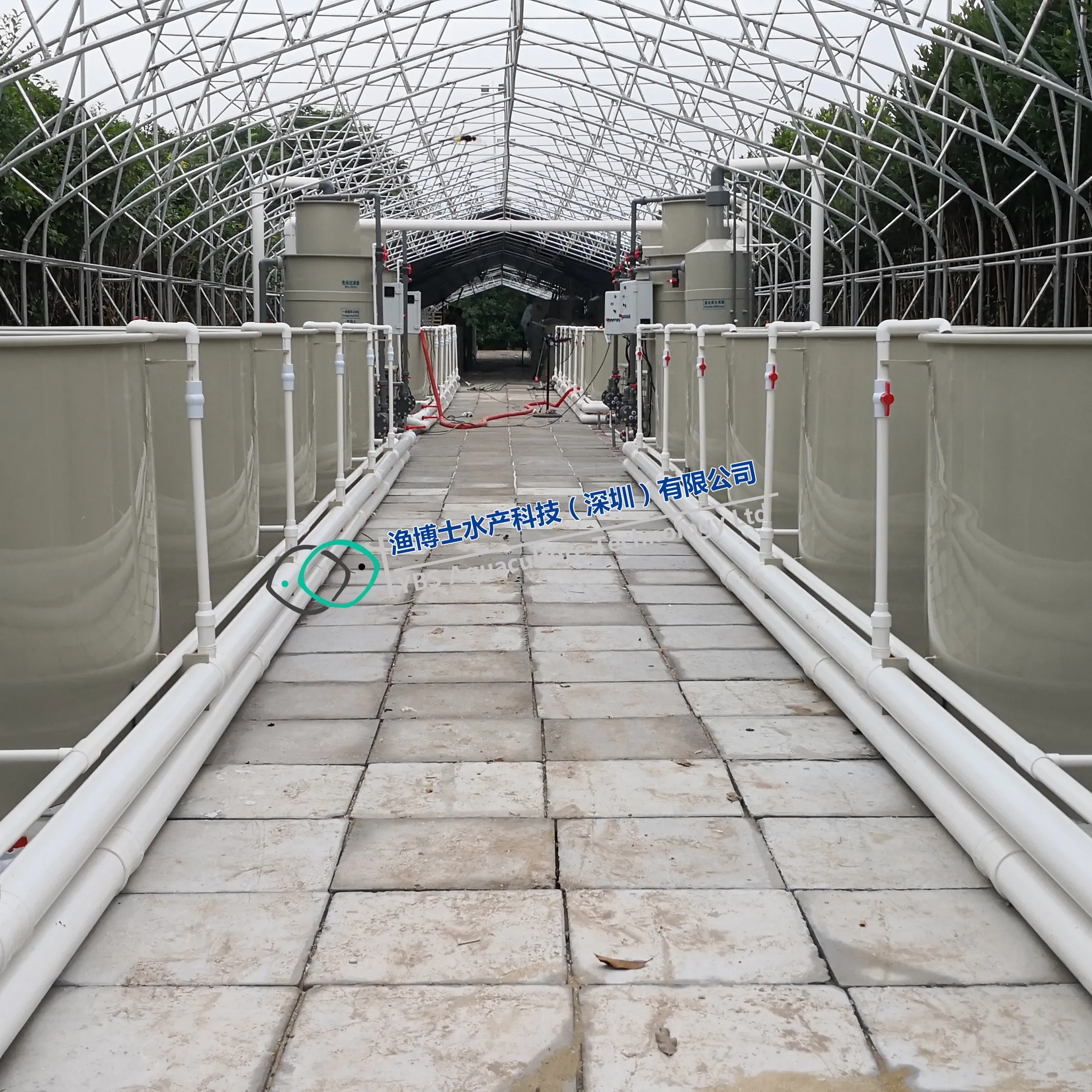 Sea bass nursery culture indoor/landbase  recirculating aquaculture system