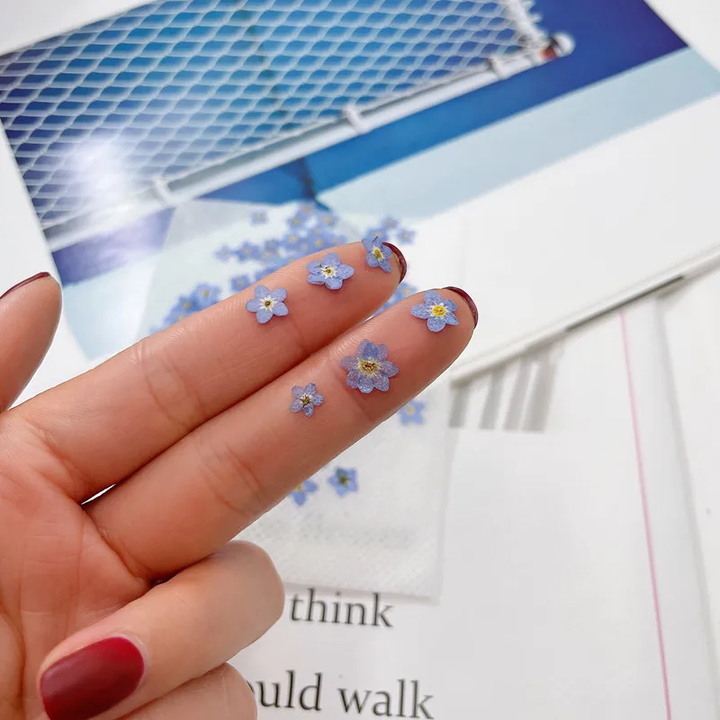 R432 Myosotis Sylvatica Flower Natural Flowers Dried Pressed for Nail Phonecase Decoration Pressed Dry Flower