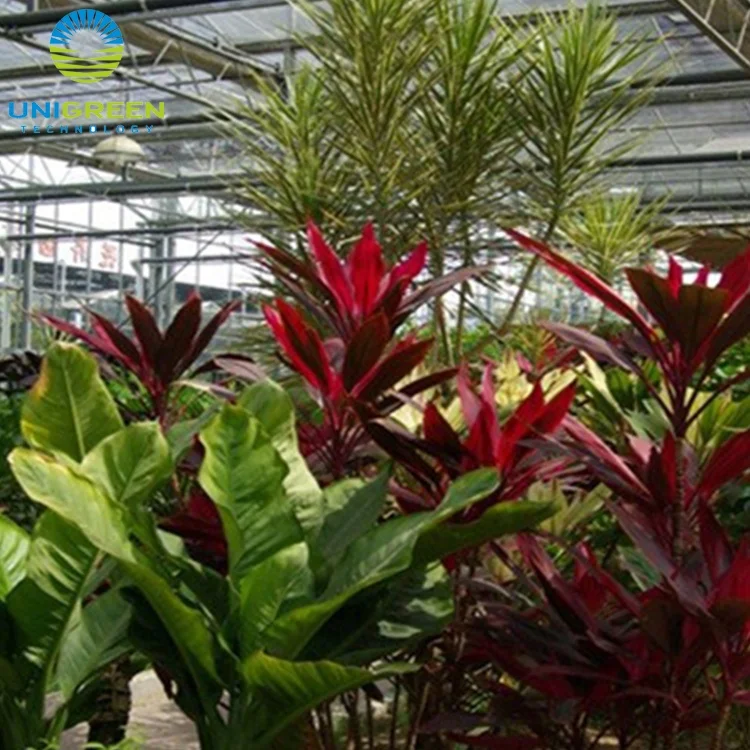 Agricultural Cultivation Hot Dip Galvanized Steel Frame Growing Multi-span Glass Greenhouse Tunnel Mushroom Greenhouse