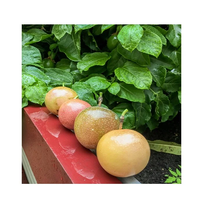 Натуральные Свежие фрукты страсти для ЕС, США, Кореи, Сингапура и т. д.-органические фрукты страсти по низкой цене из Вьетнама